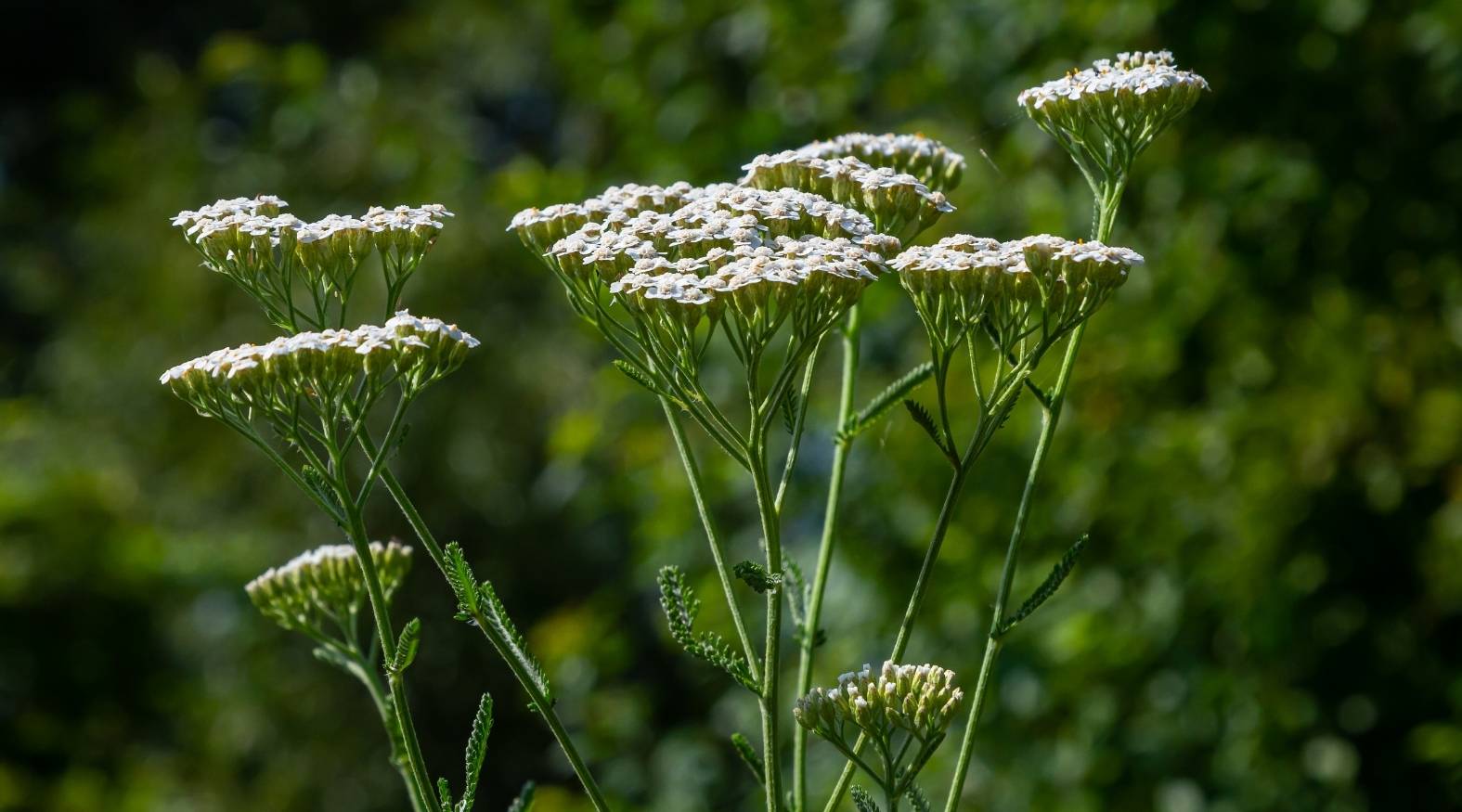 Close-up of yarrow (Achillea millefolium) showcasing flat-topped clusters of tiny white flowers arranged in umbrella-like formations.