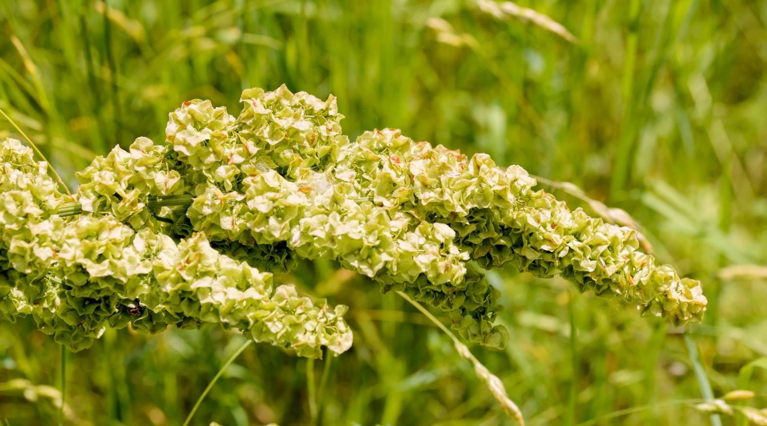 Close-up of yellow dock (Rumex crispus) showing its dense clusters of seed heads, composed of small, papery green structures with slightly ruffled edges.
