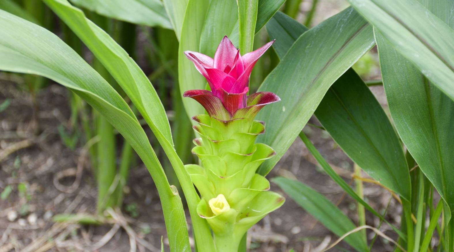 Close-up of zedoary (Curcuma zedoaria) featuring its distinctive cone-shaped inflorescence.