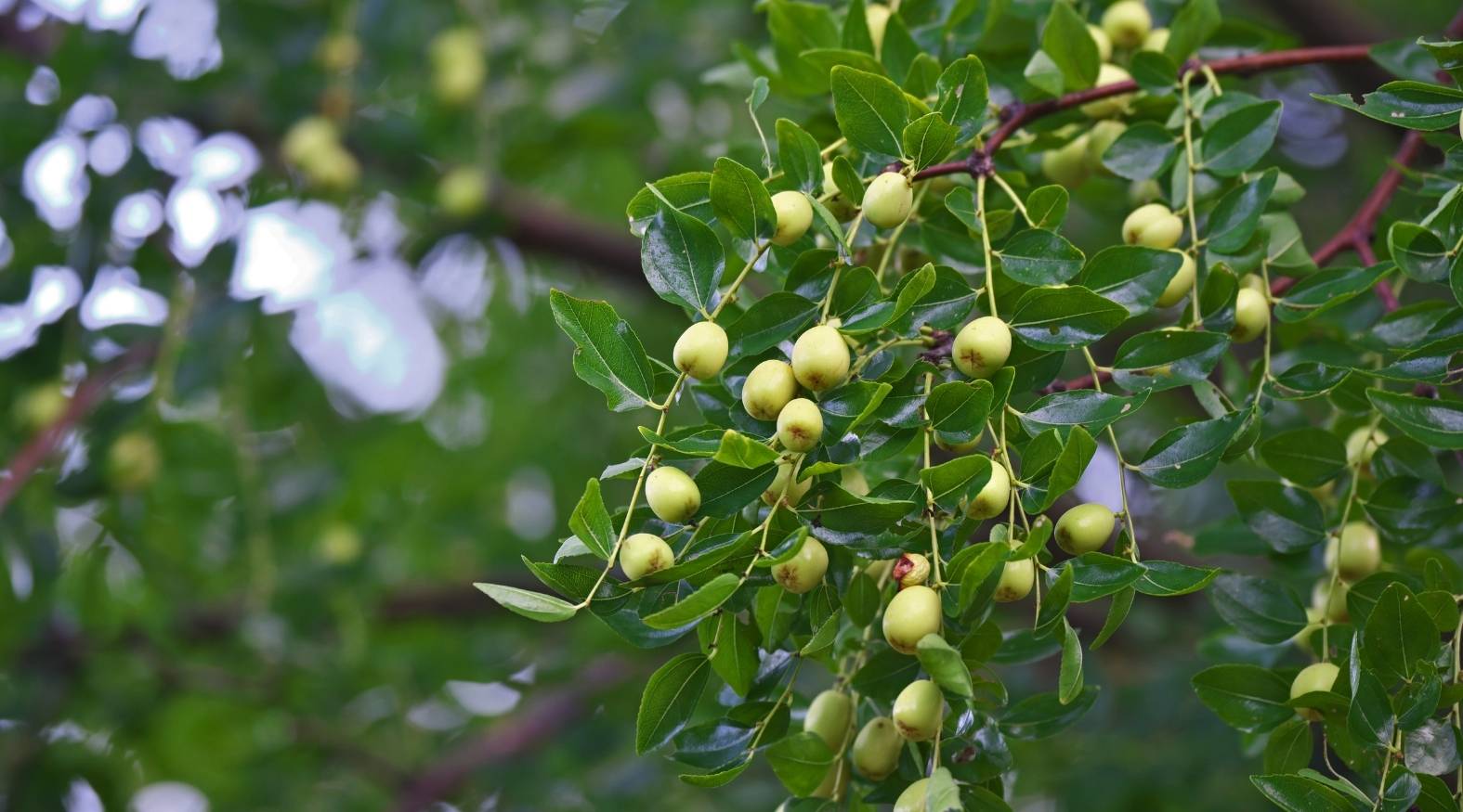 Ziziphus jujuba branch with green unripe jujube fruits and glossy leaves.